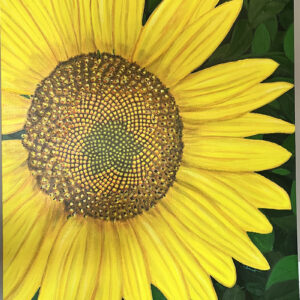 Large Sunflower